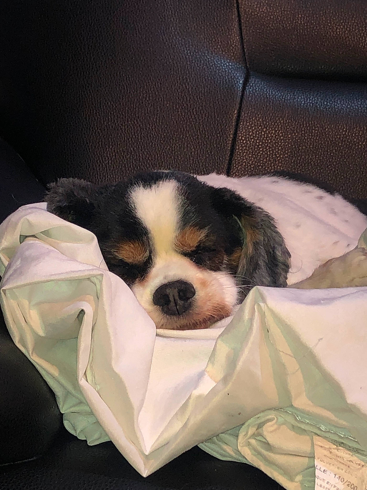 Alvin participe au concours pour gagner de l'argent avec cette photo : beaglier, bored, canidae, carnivore, comfort, companion_dog, dog, dog_breed, dog_supply, fur, king_charles_spaniel, nap, pet_supply, sleep, snout, sporting_group, sunglasses, terrestrial_animal, toy_dog, working_animal