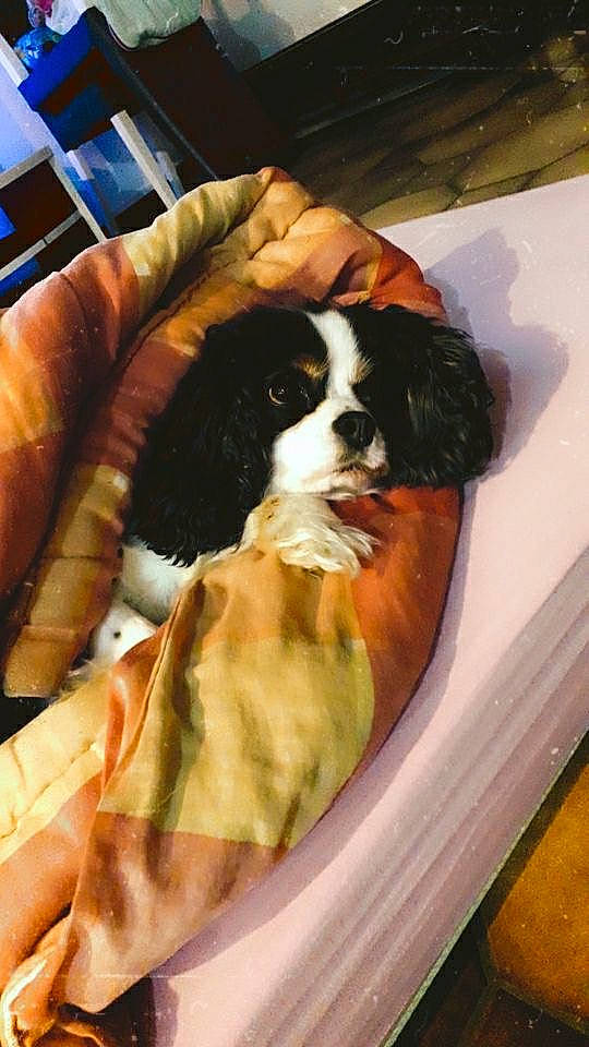 Alvin participe au concours pour gagner de l'argent avec cette photo : bernese_mountain_dog, canidae, carnivore, cavalier_king_charles_spaniel, chair, comfort, companion_dog, dog, dog_breed, dog_supply, fur, king_charles_spaniel, puppy, room, snout, spaniel, sporting_group, toy_dog, working_animal, working_dog