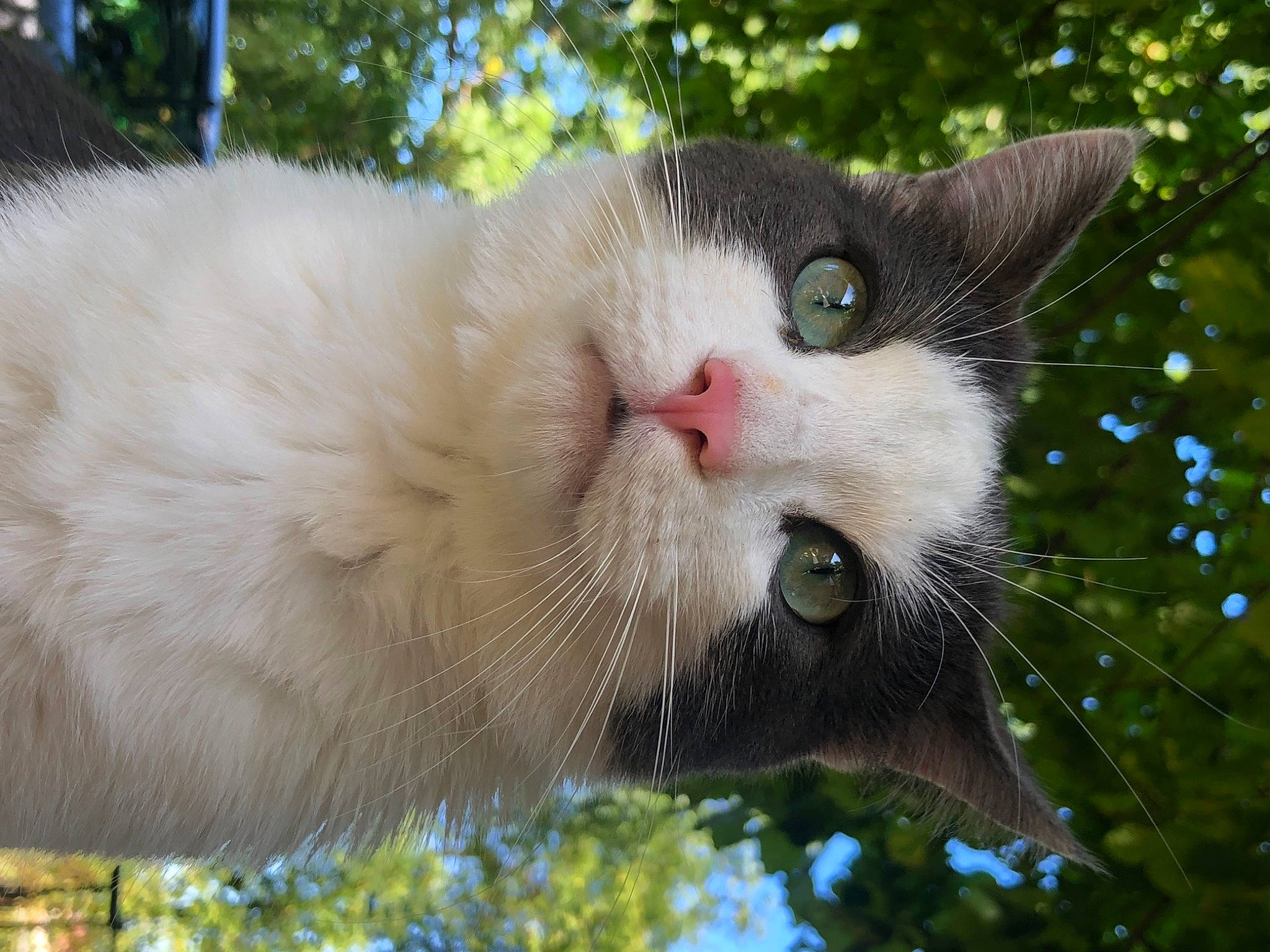 Blue a rejoint le concours — aidez-le/la à gagner de superbes lots ! birman, carnivore, cat, claw, collar, domestic_short_haired_cat, fang, felidae, fur, grass, plant, small_to_medium_sized_cats, snout, tail, terrestrial_animal, tree, whiskers