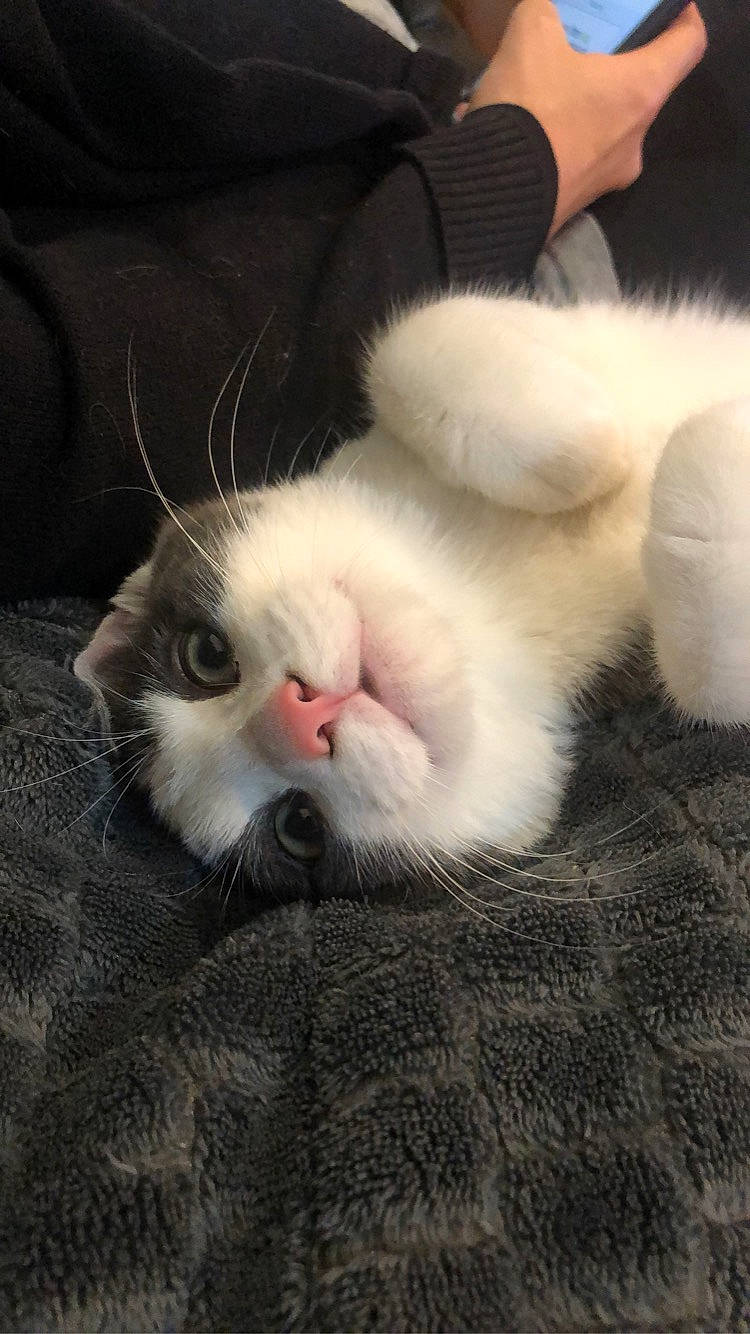 Blue a rejoint le concours — aidez-le/la à gagner de superbes lots ! carnivore, cat, claw, comfort, domestic_short_haired_cat, ear, eye, felidae, flooring, foot, fur, nap, paw, small_to_medium_sized_cats, snout, tail, whiskers