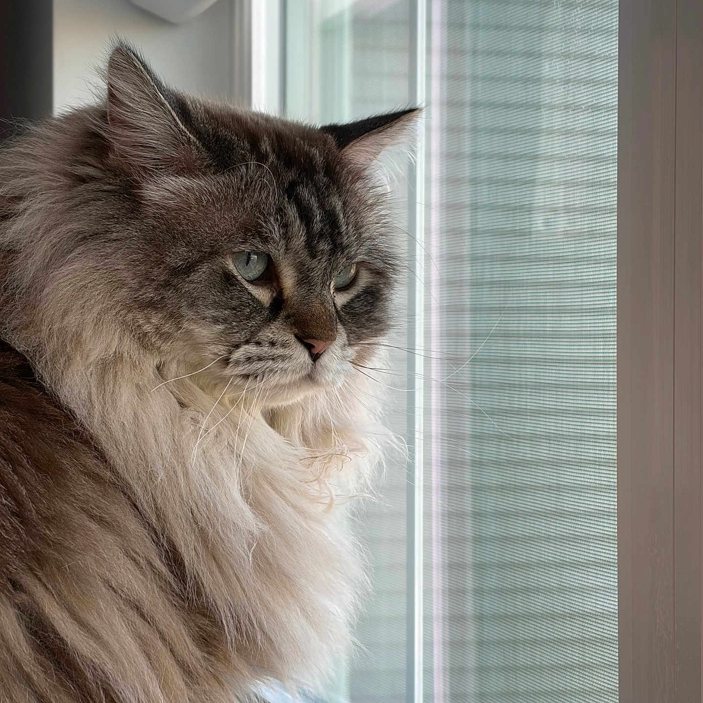 Winston