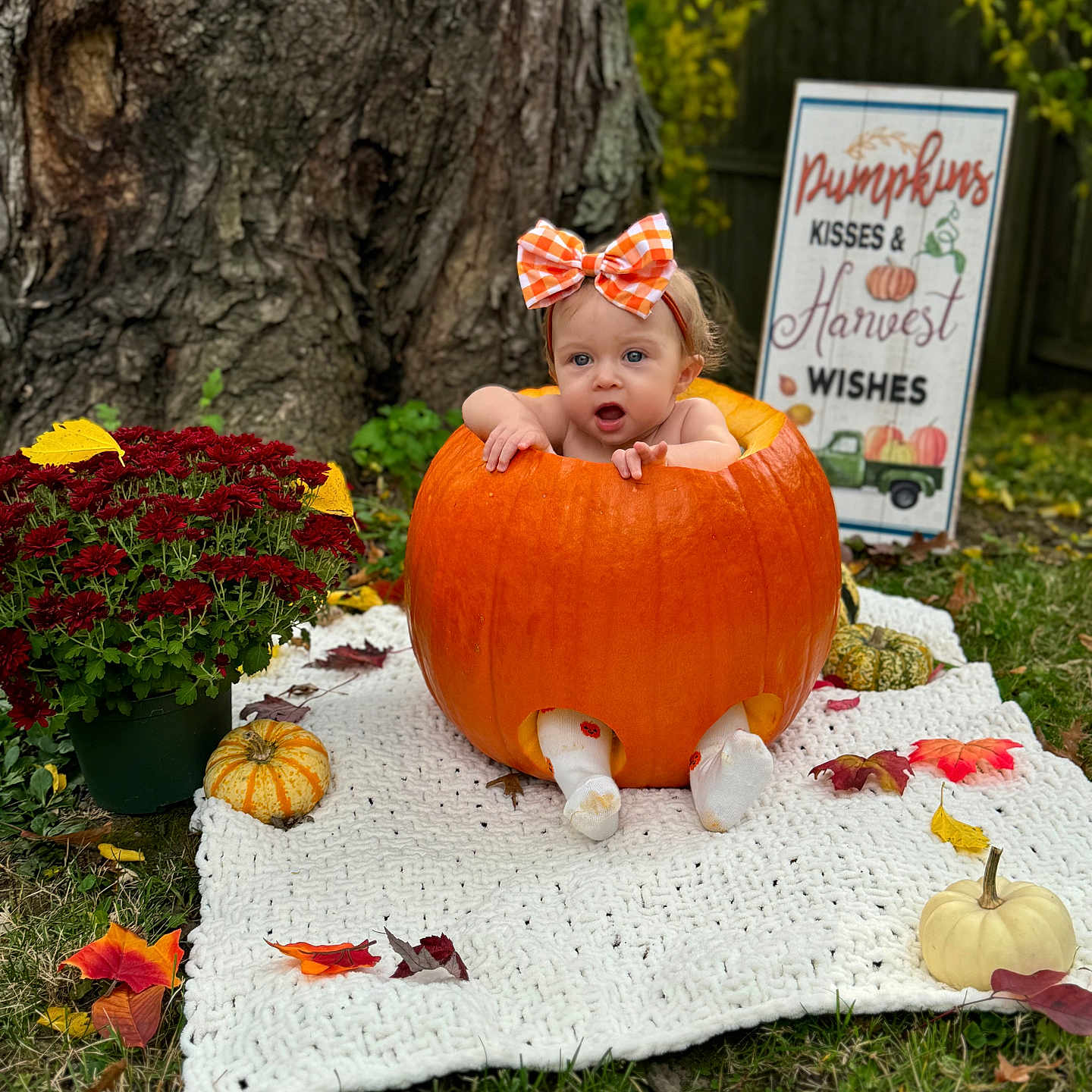 Kinsley is registered to the contest to win money with this photo: baby, clothing, face, flower, flowerarrangement, food, grass, head, leaf, person, photography, plant, portrait, pottedplant, produce, pumpkin, soil, squash, tree, vegetable