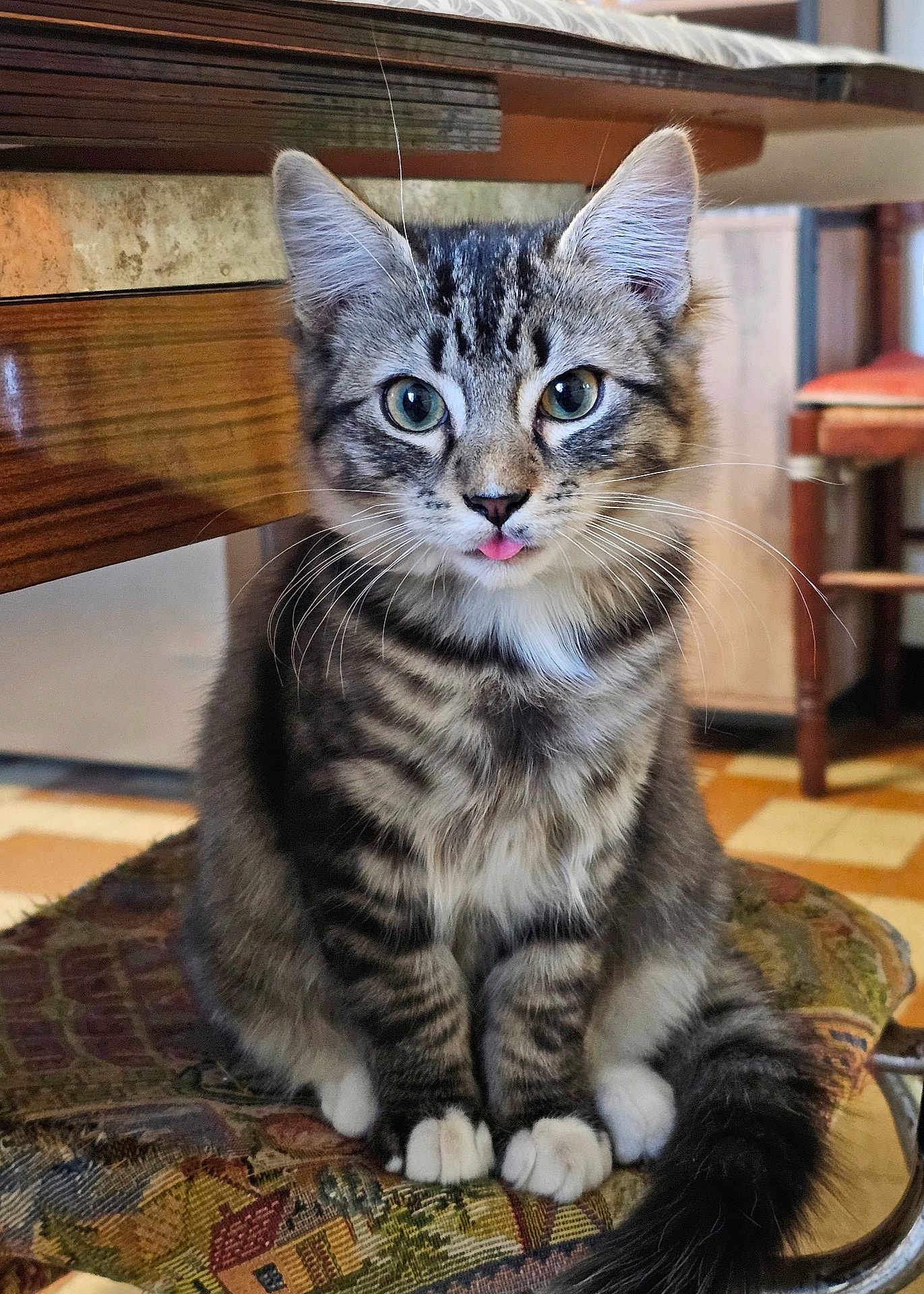 Altess a rejoint le concours — aidez-le/la à gagner de superbes lots ! cat, kitten, tabby, indoor, furniture, cushion, whiskers, pink_tongue, ears, eyes, fur, paw, tail, wooden_table, chair, floor, close_up, pet, cute, sitting