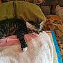 kitten, cat, sleeping, blanket, paw, couch, indoor, cozy, tabby, fur, resting, cute, pet, animal, home, comfort, relaxed, soft, feline, nap