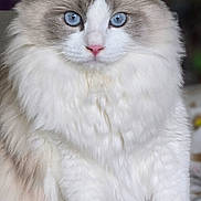 Vinny is registered to the contest to win money with this photo: cat, fluffy, blue_eyes, white_fur, gray_fur, pet, animal, portrait, indoor, close_up, sitting, soft, bed, blanket, cute, feline, whiskers, ears, nose, calm