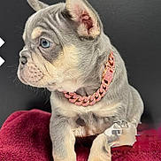 Bella is registered to the contest to win money with this photo: puppy, dog, french_bulldog, blue_eyes, collar, pink_chain, pet, cute, animal, fur, ears, face, portrait, indoor, blanket, red_blanket, sitting, young, adorable, looking_away