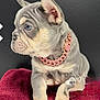 puppy, dog, french_bulldog, blue_eyes, collar, pink_chain, pet, cute, animal, fur, ears, face, portrait, indoor, blanket, red_blanket, sitting, young, adorable, looking_away