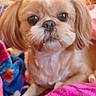 dog, small_dog, pet, bow, pink_bow, blanket, colorful_blanket, fur, cute, animal, indoor, cozy, closeup, face, ears, resting, companion, mammal, portrait, cute_pet