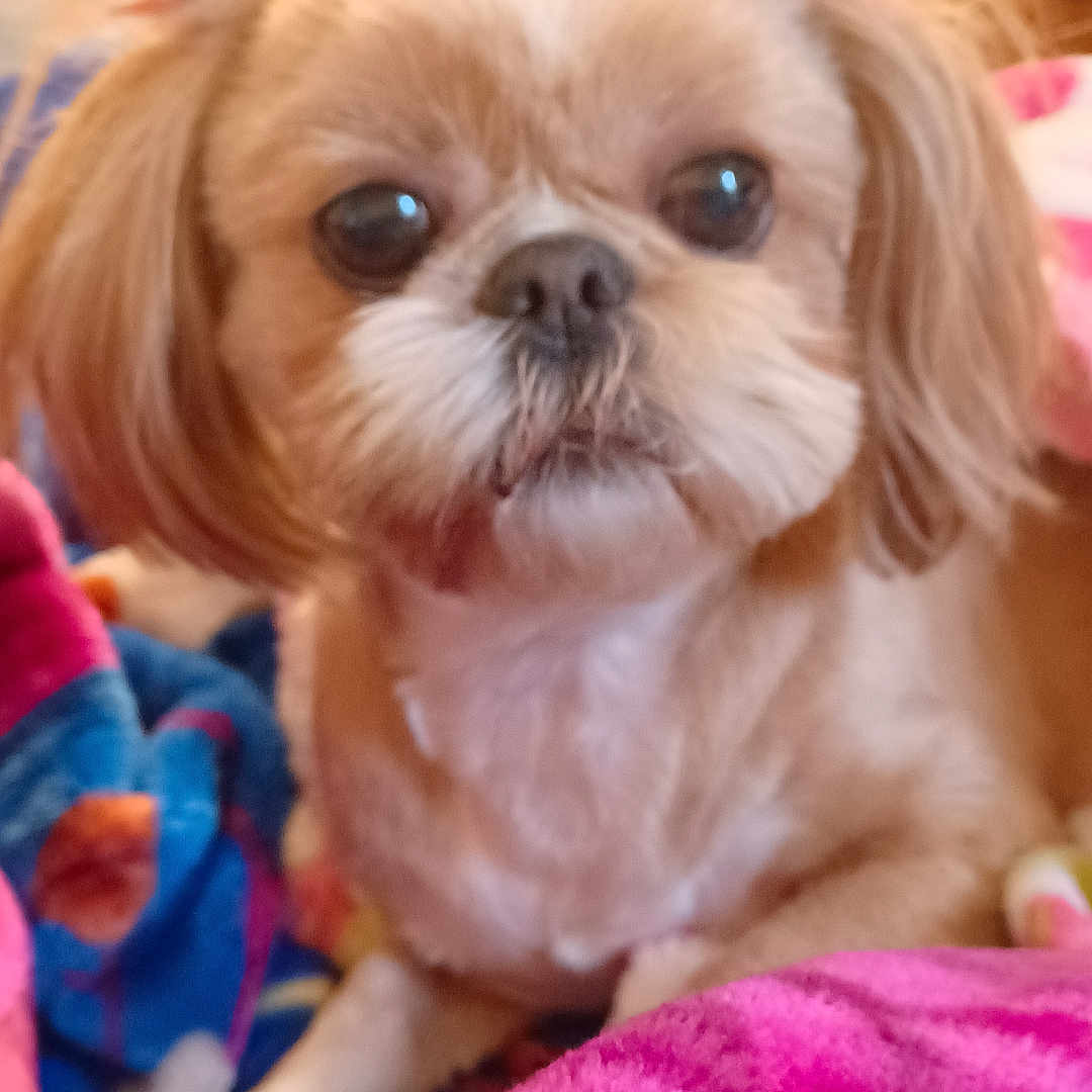 Miss Millie