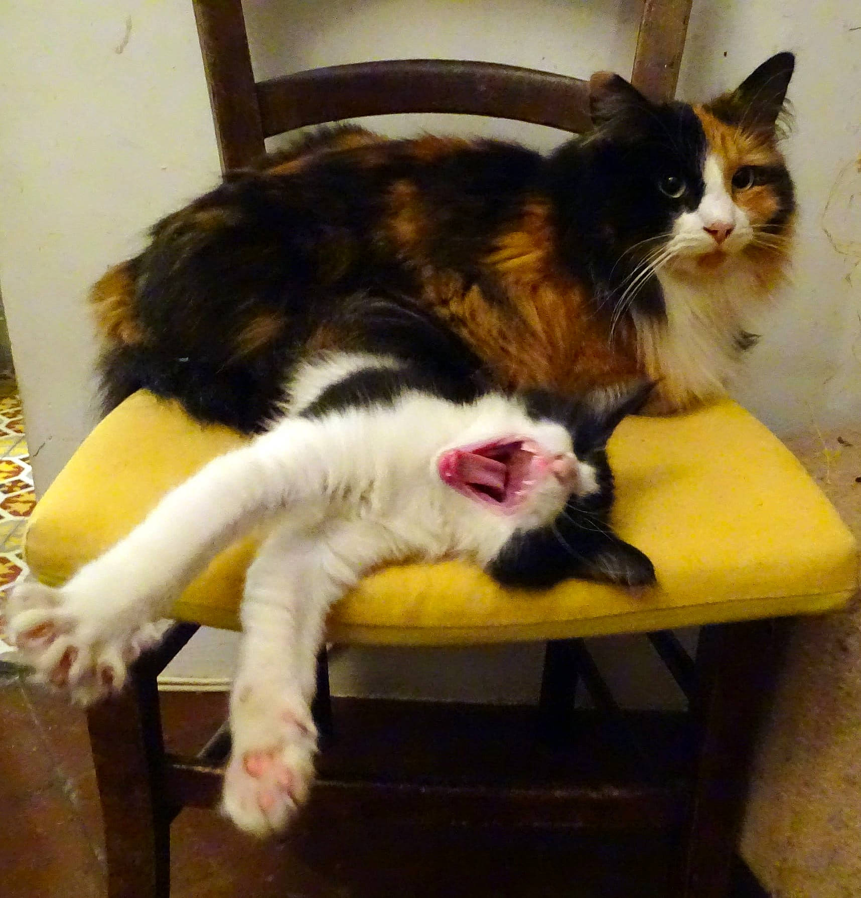 Zazie participe au concours pour gagner de l'argent avec cette photo : cardboard, carnivore, cat, claw, comfort, companion_dog, domestic_short_haired_cat, felidae, foot, fur, lap, paw, plant, small_to_medium_sized_cats, snout, table, tail, whiskers