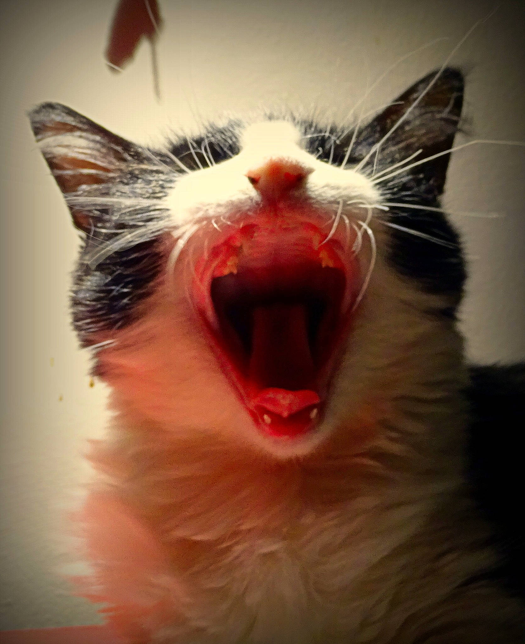 Zazie a rejoint le concours — aidez-le/la à gagner de superbes lots ! carnivore, cat, close_up, fang, felidae, fur, happy, jaw, nose, roar, shout, small_to_medium_sized_cats, snout, terrestrial_animal, tooth, whiskers, yawn