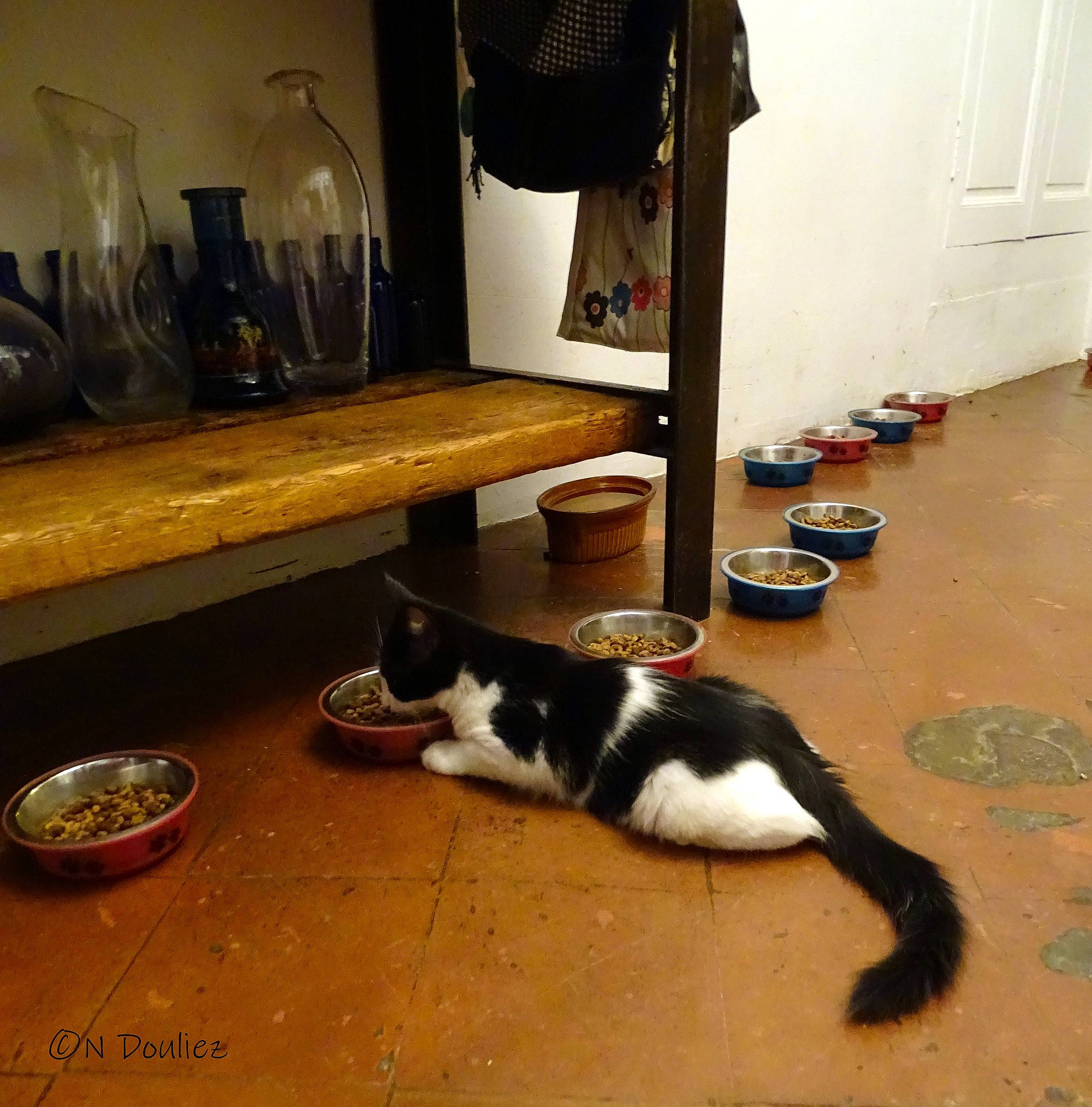 Zazie a rejoint le concours — aidez-le/la à gagner de superbes lots ! carnivore, cat, companion_dog, dog_breed, felidae, floor, flooring, hardwood, house, mirror, picture_frame, plate, serveware, shoe, small_to_medium_sized_cats, table, tableware, tail, whiskers, wood