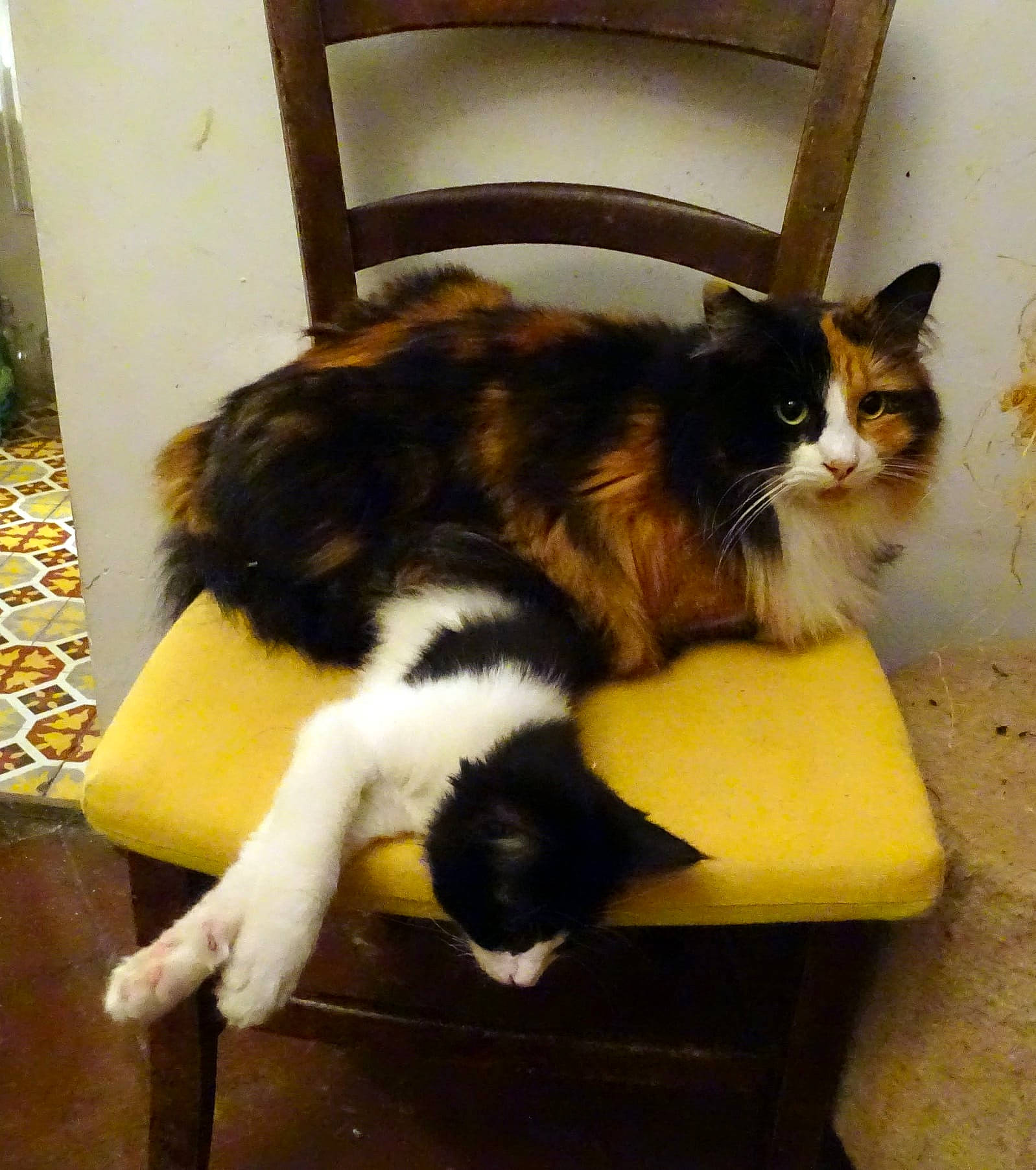 Zazie participe au concours pour gagner de l'argent avec cette photo : cardboard, carnivore, cat, cat_supply, chair, claw, comfort, domestic_short_haired_cat, felidae, floor, flooring, fur, hardwood, pet_supply, room, sitting, small_to_medium_sized_cats, tail, whiskers, wood