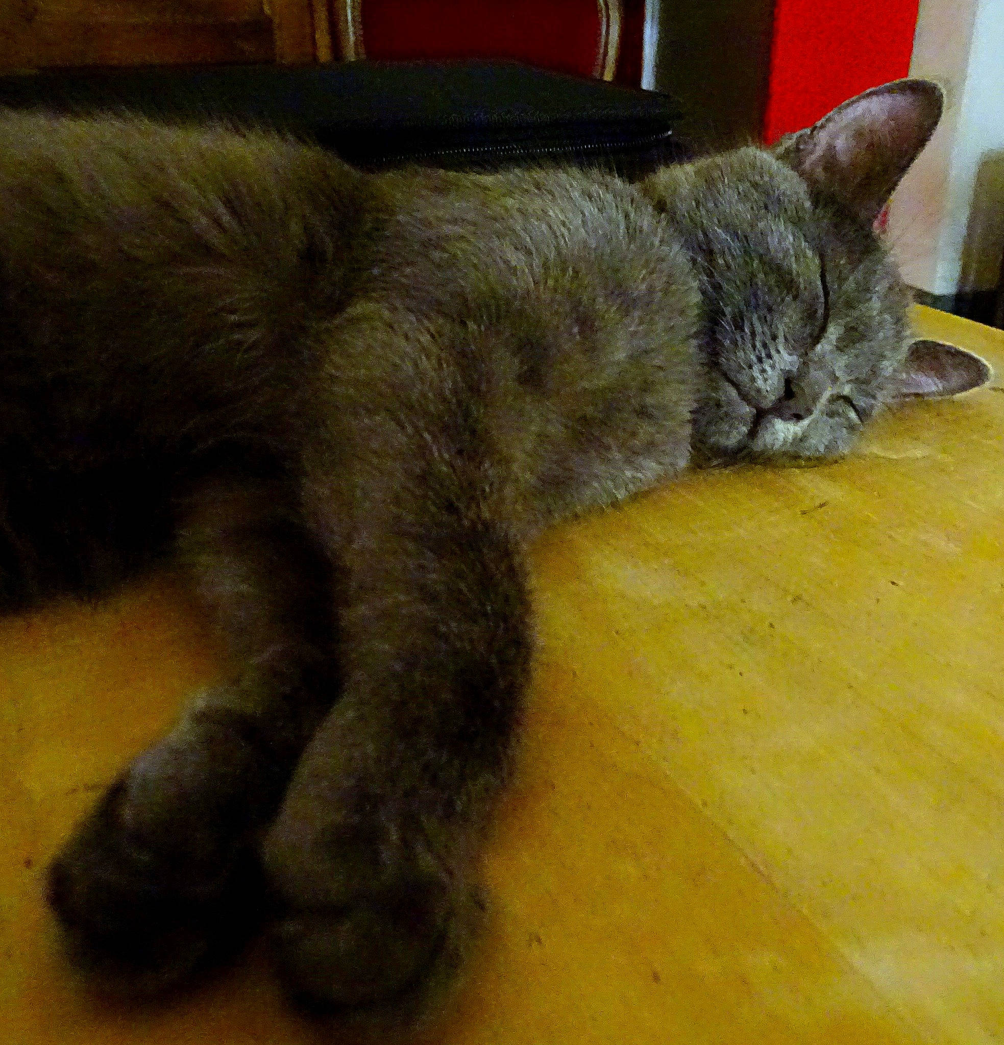 Léandre participe au concours pour gagner de l'argent avec cette photo : black_cat, carnivore, cat, chartreux, claw, comfort, domestic_short_haired_cat, felidae, flooring, fur, grey, hardwood, nap, paw, russian_blue, small_to_medium_sized_cats, snout, tail, terrestrial_animal, whiskers