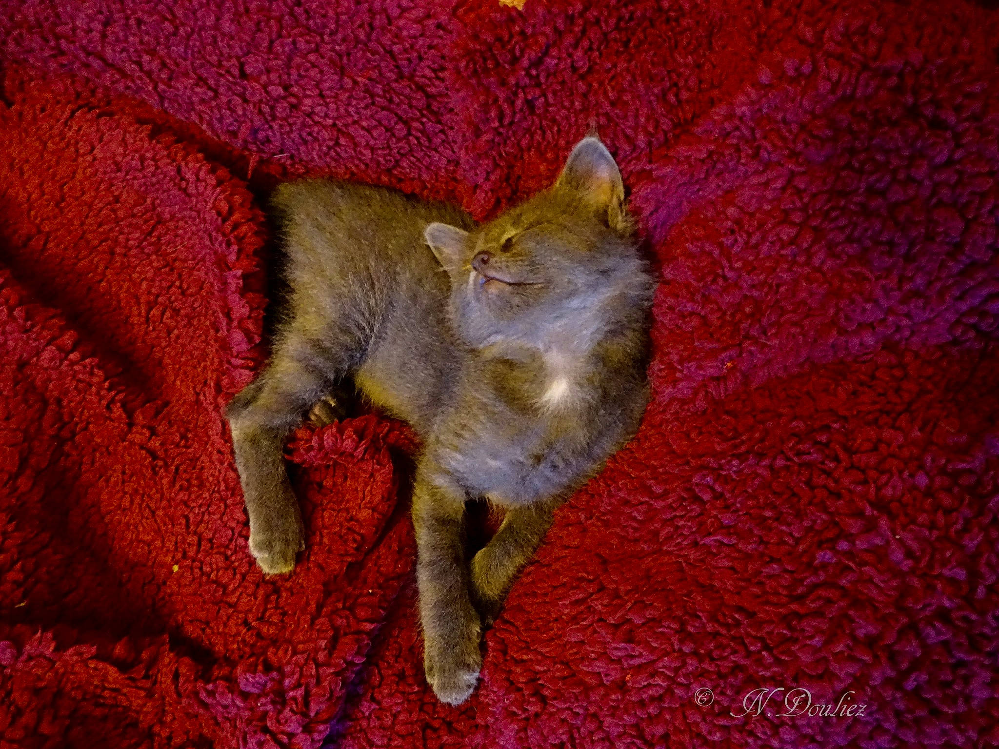 Léandre a rejoint le concours — aidez-le/la à gagner de superbes lots ! canidae, carnivore, cat, claw, domestic_short_haired_cat, fawn, felidae, fur, linens, paw, small_to_medium_sized_cats, snout, tail, terrestrial_animal, whiskers, wildlife, wood