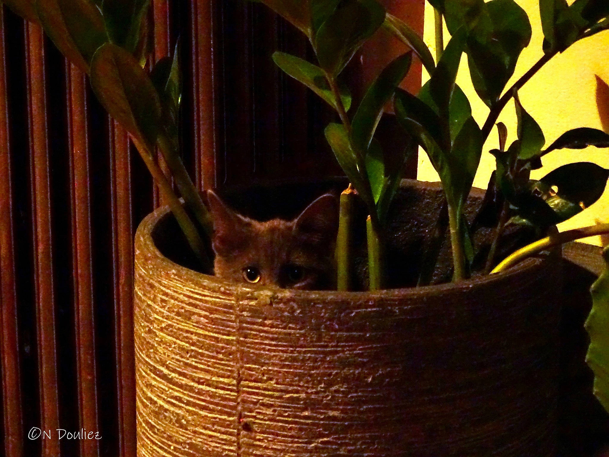 Léandre a rejoint le concours — aidez-le/la à gagner de superbes lots ! basket, felidae, flower, flowering_plant, flowerpot, grass, herb, houseplant, metal, plant, plant_stem, small_to_medium_sized_cats, still_life_photography, tail, terrestrial_plant, tree, trunk, twig, wildlife, wood