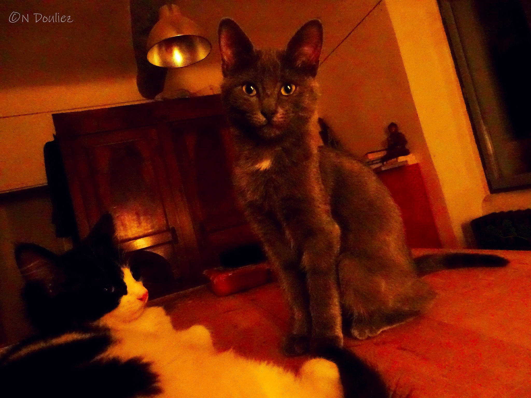 Léandre participe au concours pour gagner de l'argent avec cette photo : black_cat, brown, carnivore, cat, comfort, darkness, domestic_short_haired_cat, felidae, floor, flooring, fur, hardwood, picture_frame, room, small_to_medium_sized_cats, snout, tail, terrestrial_animal, whiskers, wood