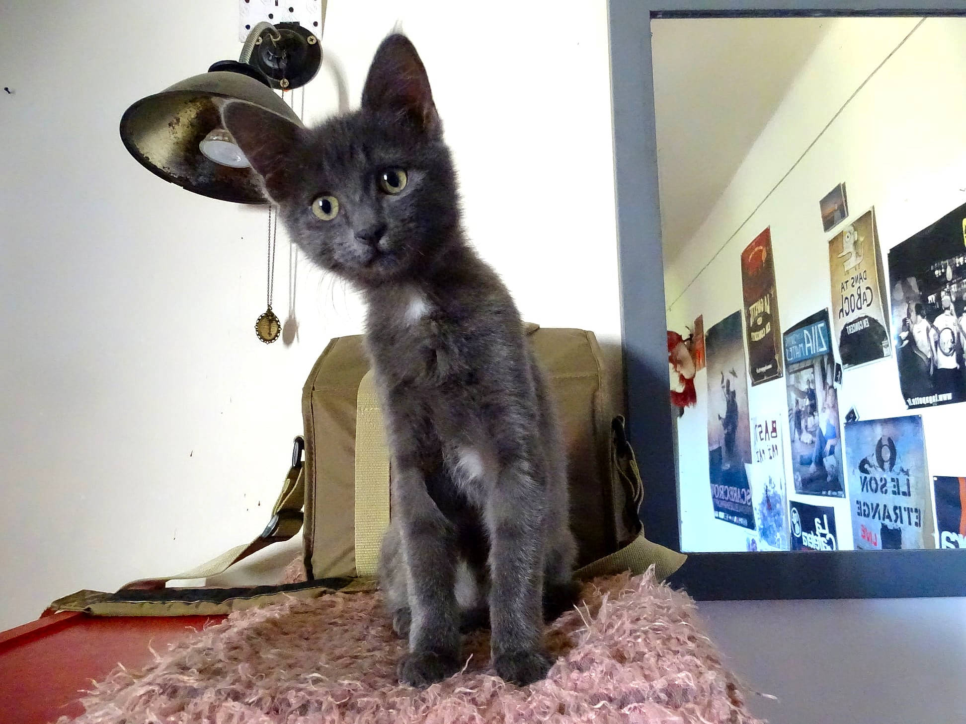 Léandre participe au concours pour gagner de l'argent avec cette photo : black_cat, bombay, carnivore, cat, claw, domestic_short_haired_cat, felidae, fur, korat, paw, small_to_medium_sized_cats, tail, whiskers