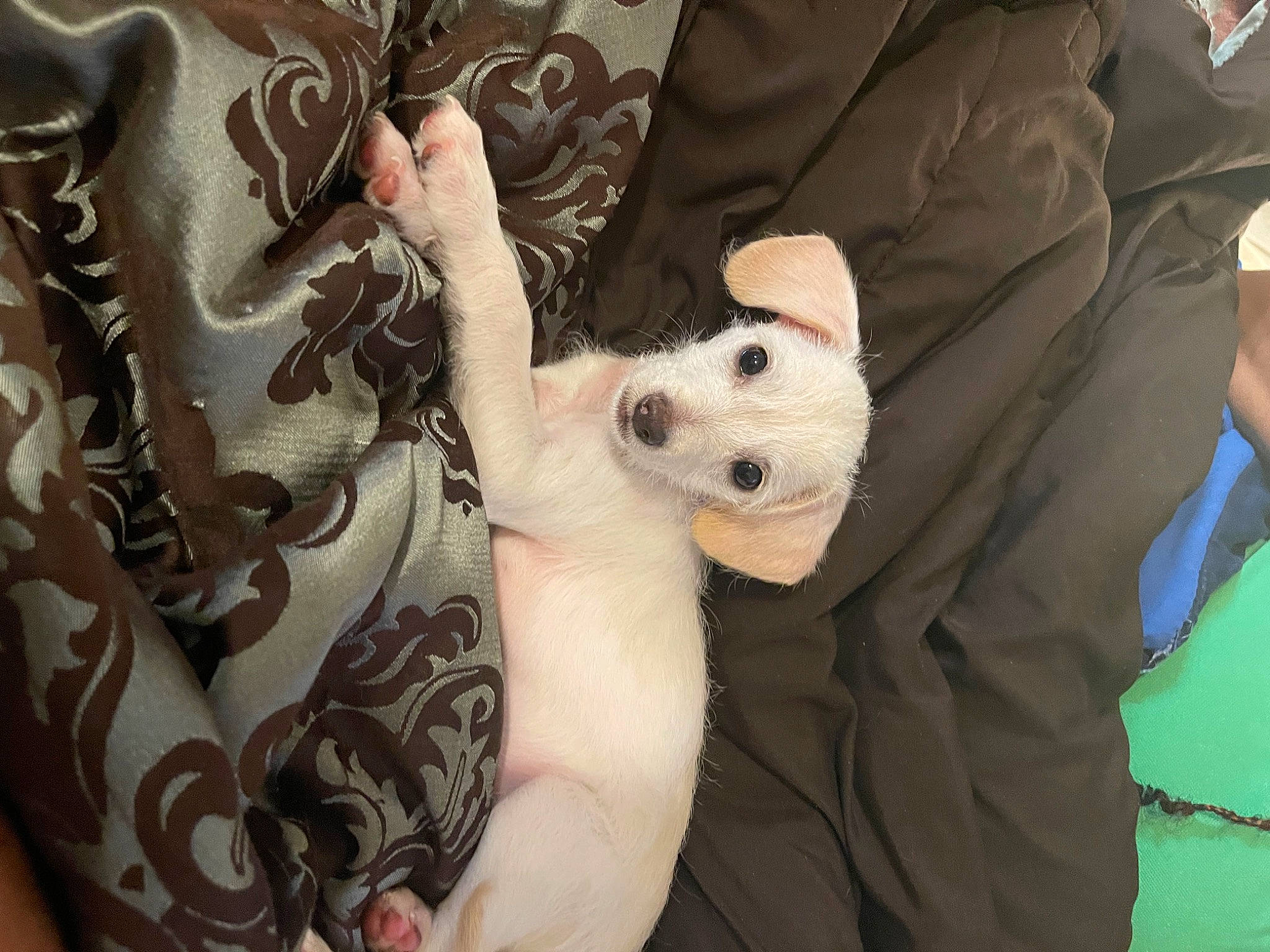 Brodie joined the competition — help win amazing prizes! bag, carnivore, comfort, companion_dog, dog, dog_breed, fashion_accessory, fawn, felidae, fur, gesture, linens, pattern, sleeve, small_to_medium_sized_cats, snout, stuffed_toy, t_shirt, textile, whiskers