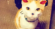 Jackson is registered to the contest to win money with this photo: cat, animal, pet, white_cat, orange_cat, sitting, collar, reindeer_filter, digital_filter, cute, whiskers, texture, feline, indoors, portrait, playful, eyes, nose, ears, holiday