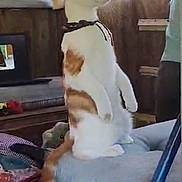 Jackson joined the competition — help win amazing prizes! cat, orange_and_white, standing, indoor, cushion, bench, wooden_wall, curious, tail, furniture, domestic, pet, collar, curtains, broom, household, looking, side_view, cozy, animal