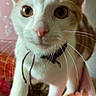 Jackson is registered to the contest to win money with this photo: cat, orange_and_white, pet, whiskers, close_up, collar, curious, flower, box, indoor, animal, feline, cute, looking_at_camera, pink_background, young_cat, domestic_cat, portrait, playful, soft_light