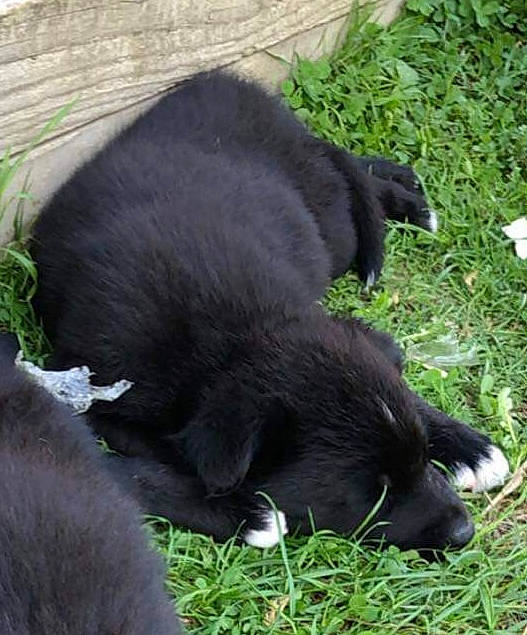 Prunelle a rejoint le concours — aidez-le/la à gagner de superbes lots ! canidae, carnivore, dog_breed, mammal, snout, sporting_group, vertebrate