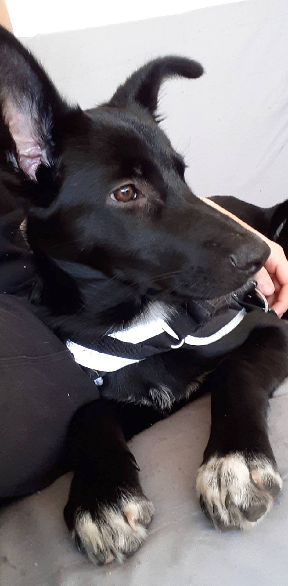 Prunelle a rejoint le concours — aidez-le/la à gagner de superbes lots ! black_norwegian_elkhound, canidae, carnivore, dog, dog_breed, mammal, rare_breed_dog, snout, sporting_group, vertebrate