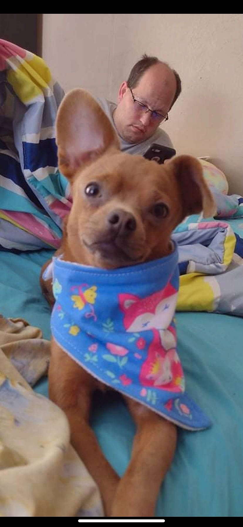 Hotdog is registered to the contest to win money with this photo: ancient_dog_breeds, canidae, carnivore, comfort, companion_dog, dog, dog_breed, dog_clothes, dog_supply, ear, eyewear, fawn, fun, fur, non_sporting_group, pattern, snout, toy_dog, whiskers, working_animal