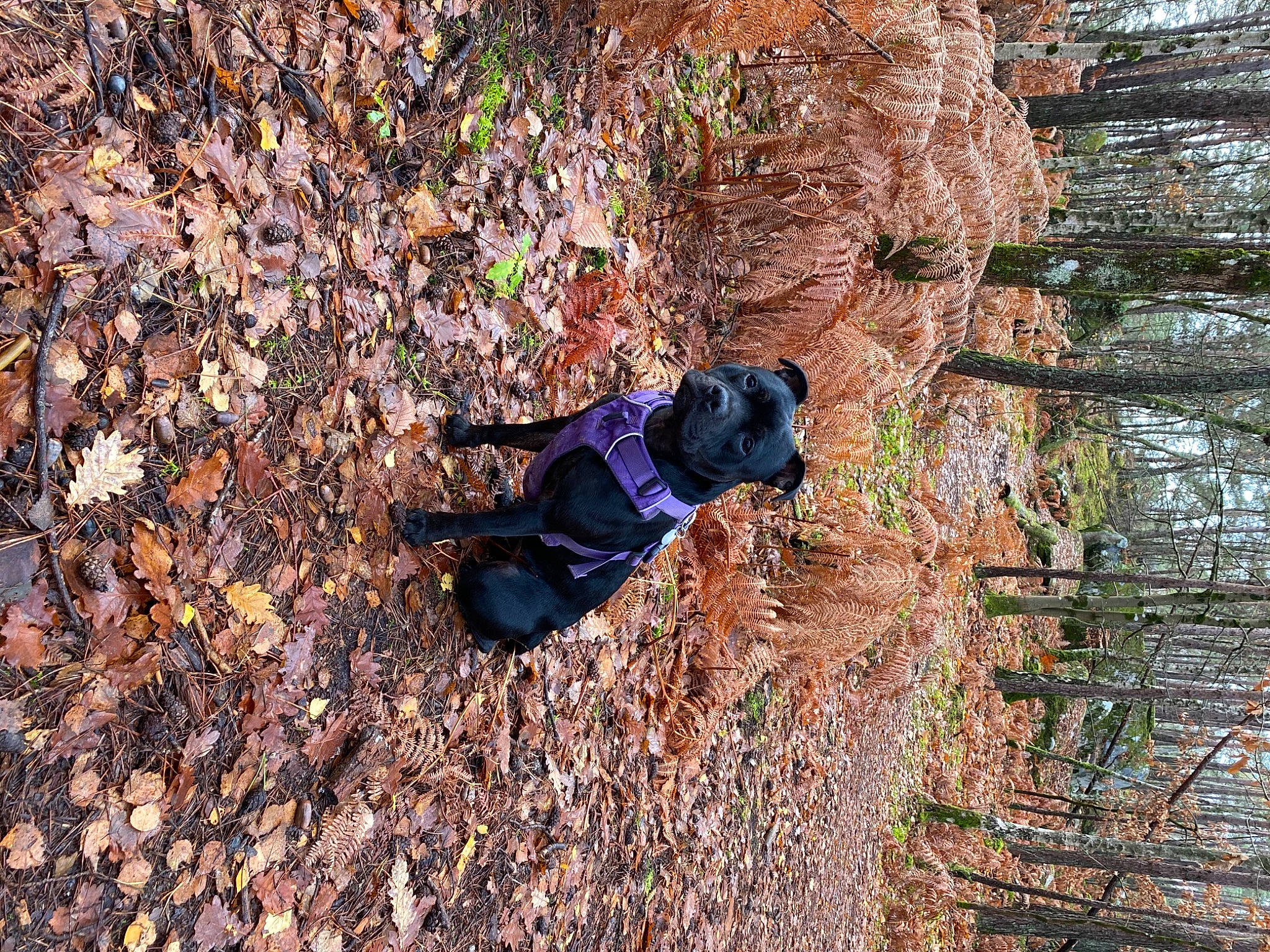 Piper participe au concours pour gagner de l'argent avec cette photo : autumn, borador, canidae, carnivore, collar, companion_dog, deciduous, dog, dog_breed, dog_collar, dog_supply, fawn, hunting_dog, liver, shadow, snout, soil, sporting_group, working_animal, working_dog