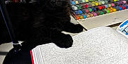 Simba participe au concours pour gagner de l'argent avec cette photo : black_cat, kitten, yellow_eyes, coloring_book, markers, desk, lamp, art_supplies, pets, indoor, curious, close_up, feline, animal, young_cat, creative_space, stationery, color_pens, table, cozy