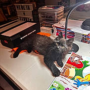 Simba participe au concours pour gagner de l'argent avec cette photo : kitten, cat, table, art_supplies, paint_by_numbers, lamp, orange_cloth, box, stacked_containers, books, colorful, indoor, curious, feline, whiskers, black_fur, paws, creative_space, cozy, young_cat