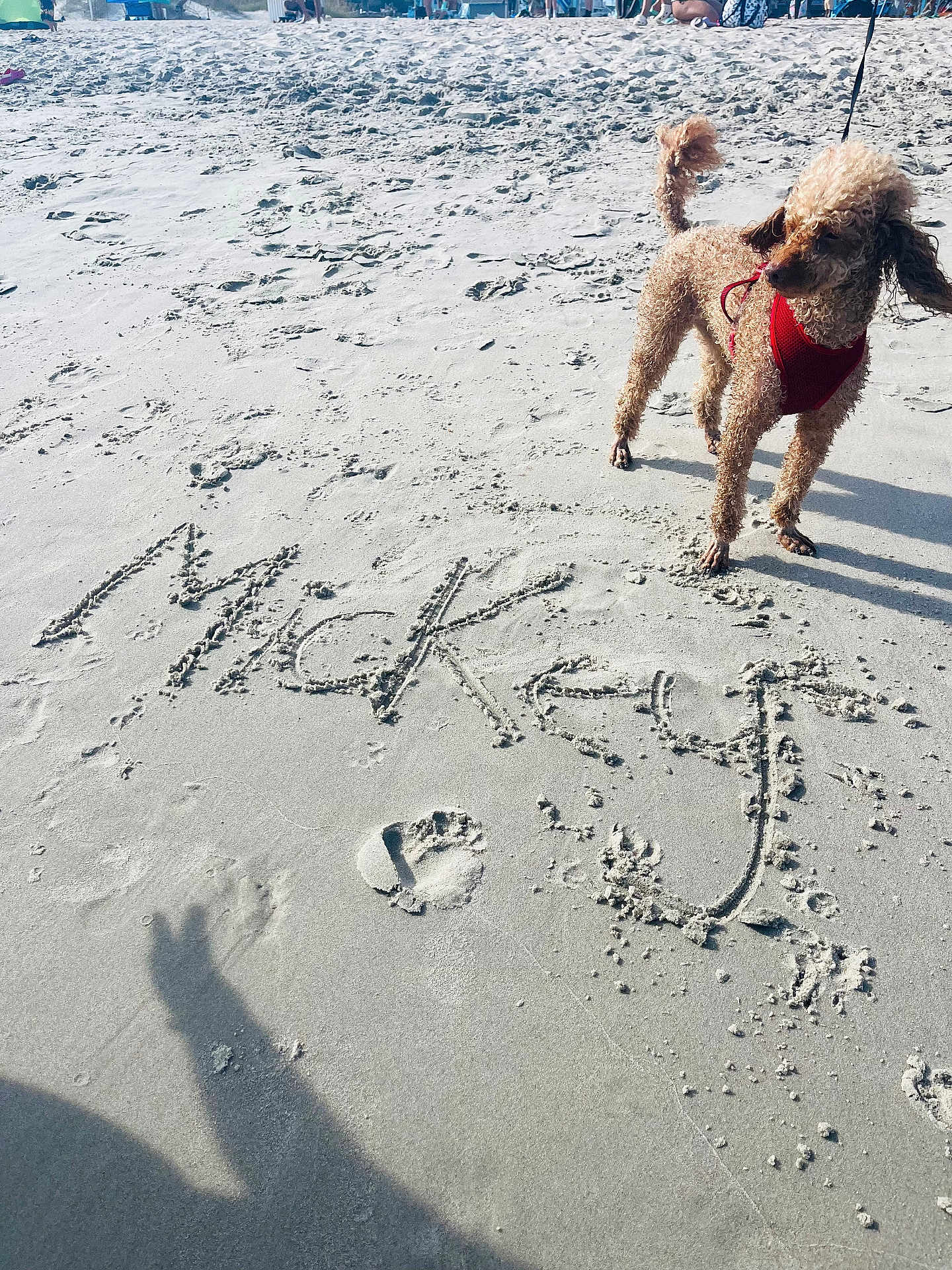Mickey joined the competition — help win amazing prizes! dog, beach, sand, harness, shadow, sunlight, footprint, curly_hair, pet, outdoor, animal, canine, summer, vacation, leash, playful, writing_in_sand, shadow_hand, daytime, nature