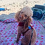 Mickey joined the competition — help win amazing prizes! dog, beach, sand, blanket, ocean, water, waves, leash, harness, curly_fur, pet, outdoor, summer, vacation, people, sunny, relaxation, animal, cute, background