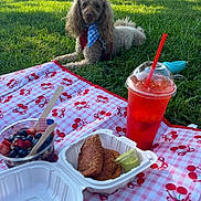 Mickey joined the competition — help win amazing prizes! dog, poodle, grass, picnic, blanket, food, drink, berries, pastries, bandana, outdoor, sunlight, park, people, tents, red_straw, plastic_cup, green_sauce, cherry_pattern, relaxation