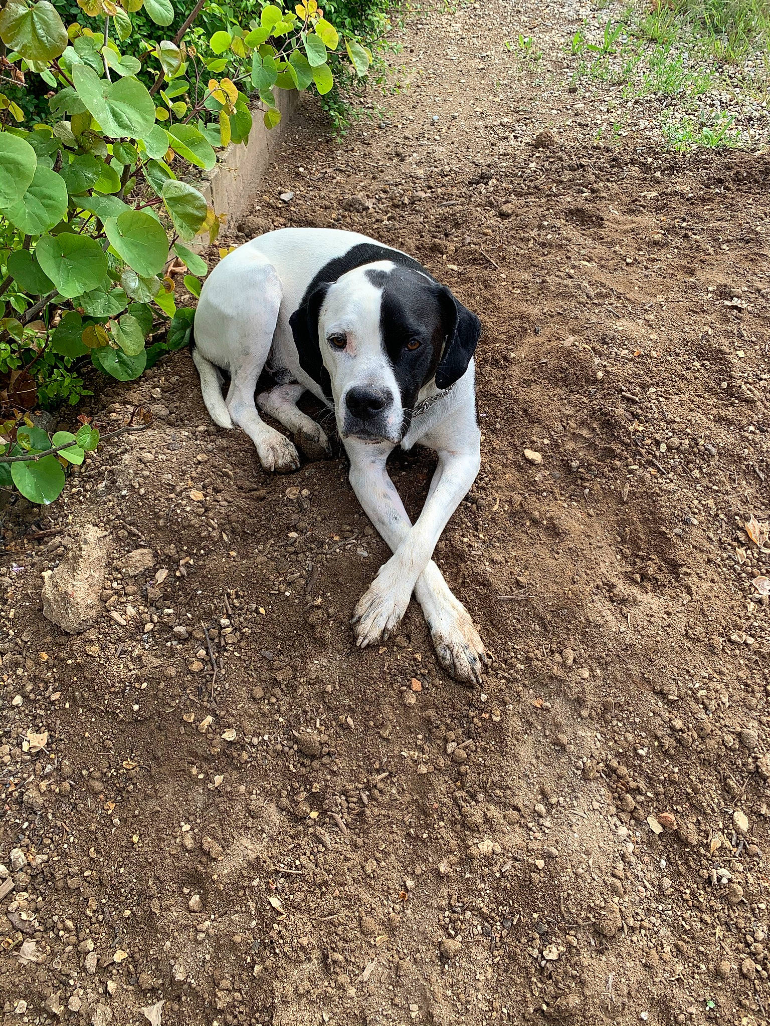 Ouragan participe au concours pour gagner de l'argent avec cette photo : canidae, carnivore, companion_dog, dog, dog_breed, dog_supply, fawn, grass, mammal, non_sporting_group, paw, pet_supply, plant, soil, sporting_group, tail, tree, working_animal, working_dog