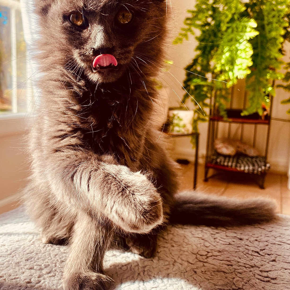 Marla