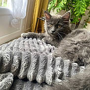 Marla a rejoint le concours — aidez-le/la à gagner de superbes lots ! kitten, cat, gray_cat, fluffy, blanket, window, curtains, plants, indoor, cozy, relaxed, furniture, pet, animal, fur, young_cat, domestic_cat, soft_texture, sunlight, home