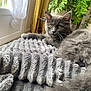 kitten, cat, gray_cat, fluffy, blanket, window, curtains, plants, indoor, cozy, relaxed, furniture, pet, animal, fur, young_cat, domestic_cat, soft_texture, sunlight, home