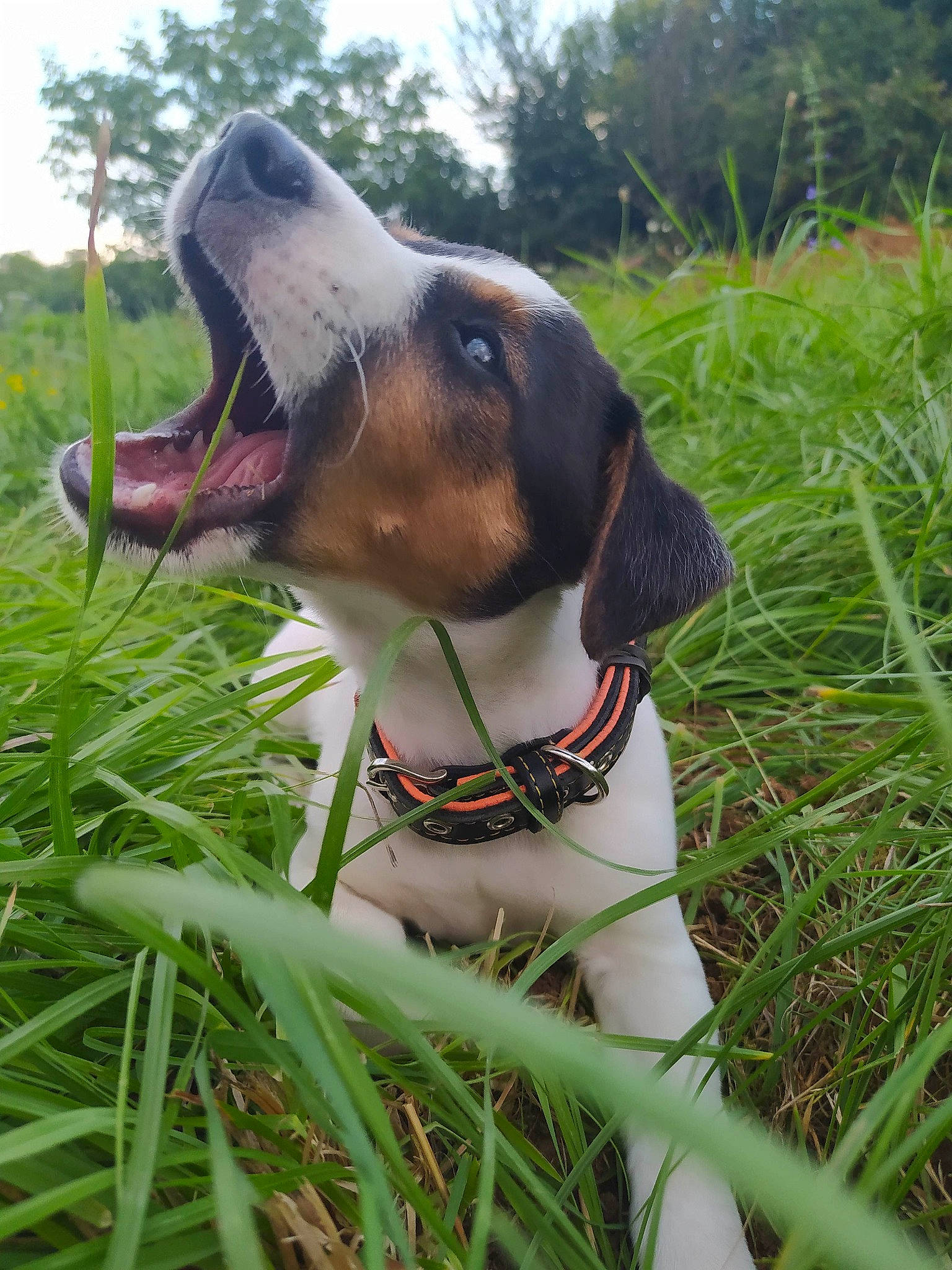 Sékoya participe au concours pour gagner de l'argent avec cette photo : carnivore, collar, companion_dog, dog, dog_breed, dog_collar, fawn, grass, hound, leash, liver, pet_supply, plant, scent_hound, sky, snout, sporting_group, tree, whiskers, working_animal