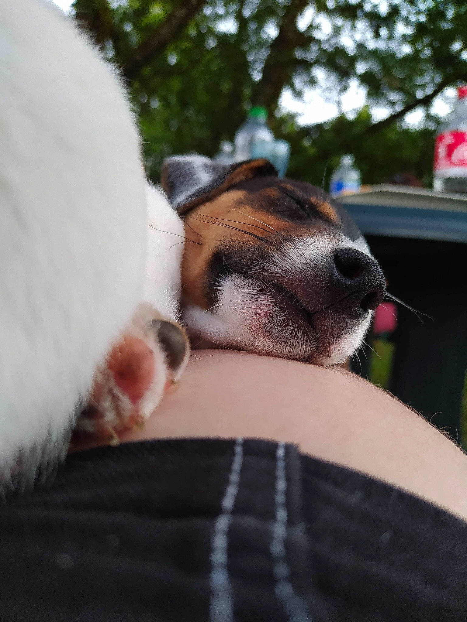 Sékoya participe au concours pour gagner de l'argent avec cette photo : canidae, carnivore, collar, companion_dog, dog, dog_breed, ear, eye, fawn, felidae, grass, human_leg, mammal, small_to_medium_sized_cats, snout, sporting_group, tail, terrestrial_animal, tree, whiskers