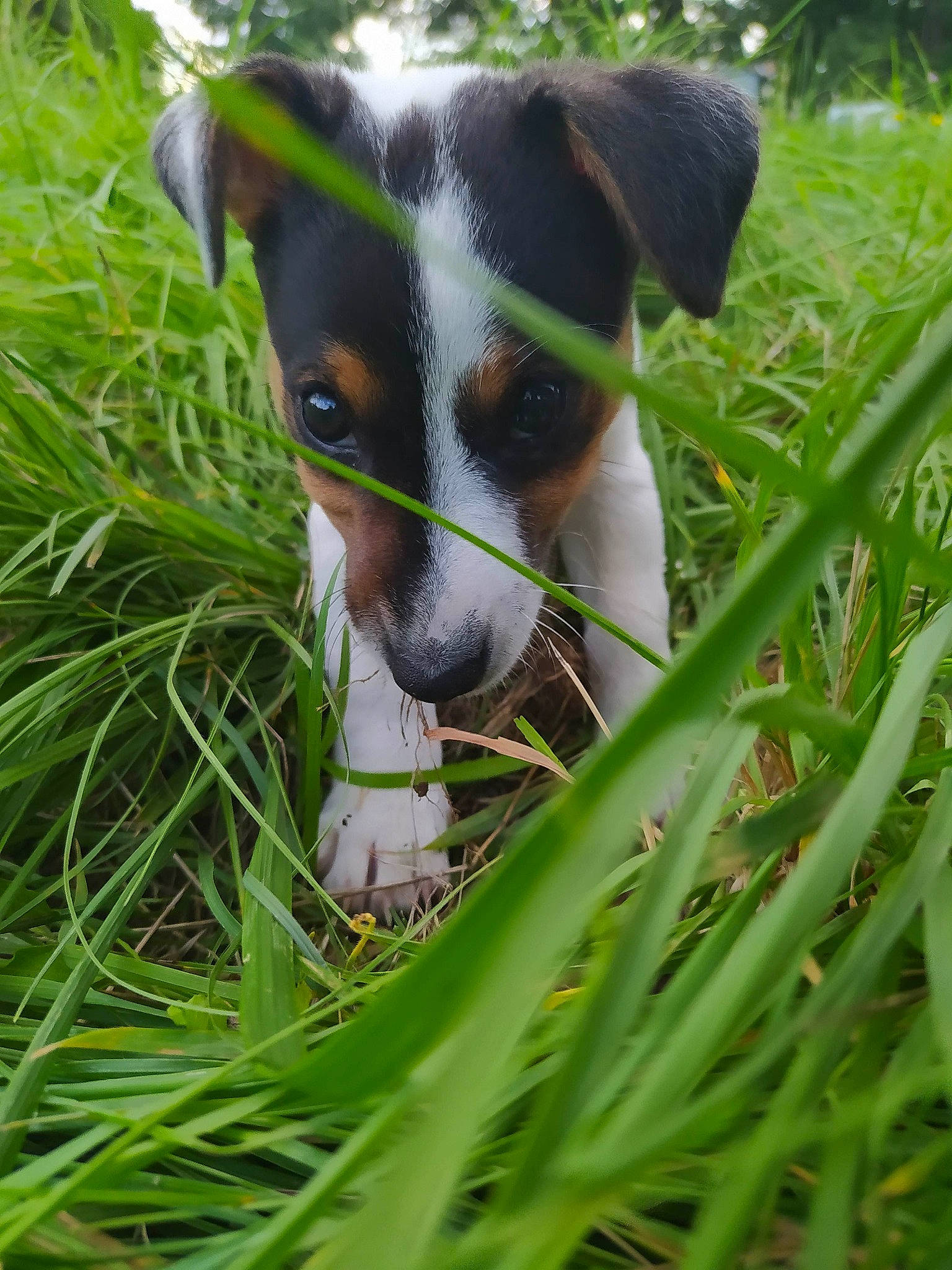 Sékoya a rejoint le concours — aidez-le/la à gagner de superbes lots ! canidae, carnivore, chilean_fox_terrier, collar, companion_dog, dog, dog_breed, fawn, grass, grass_family, grassland, groundcover, irishjacks, plant, snout, sporting_group, terrestrial_animal, terrier, whiskers, working_animal
