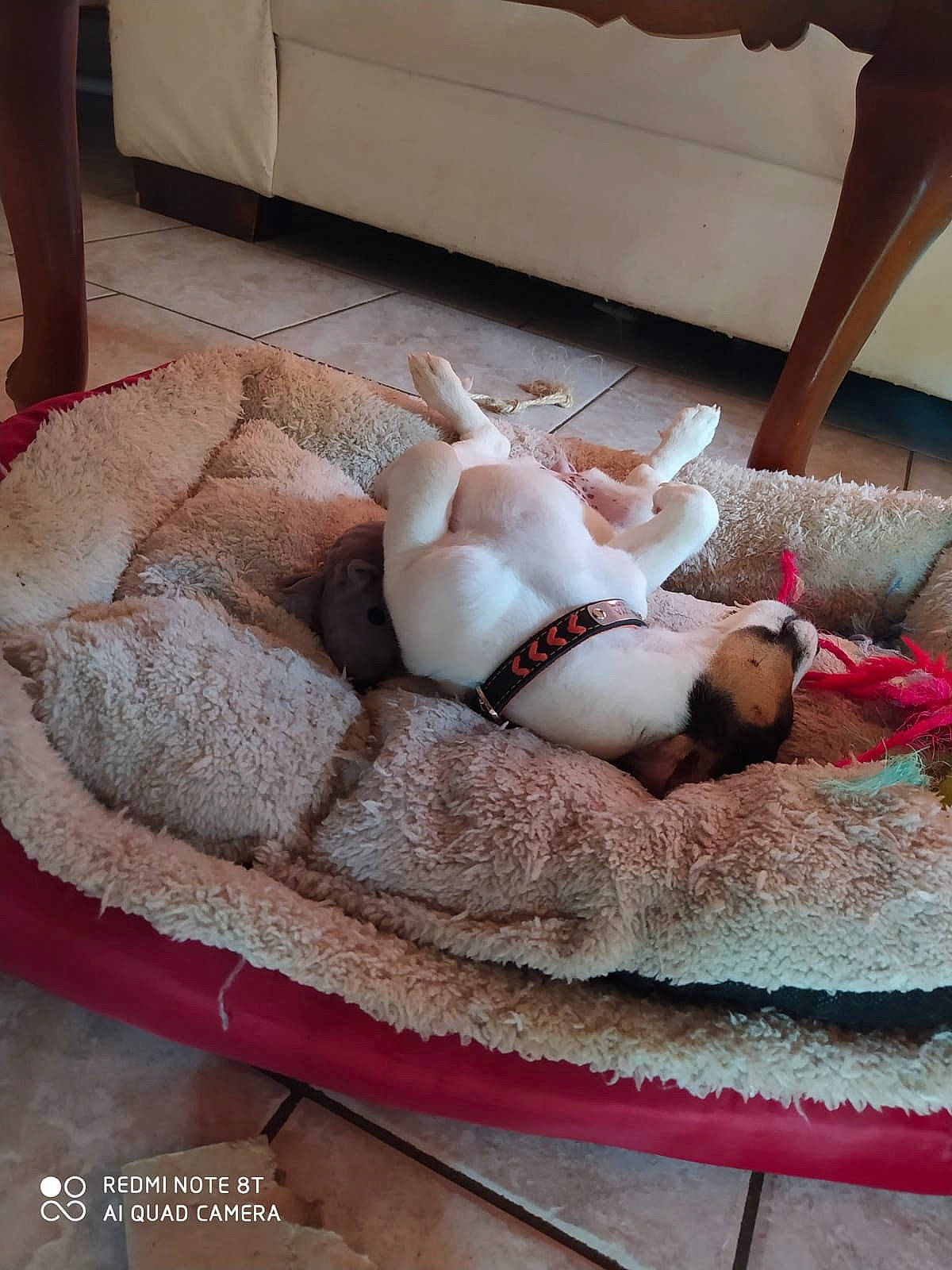 Sékoya participe au concours pour gagner de l'argent avec cette photo : abdomen, art, baby, bed, bedding, carnivore, comfort, companion_dog, dog, dog_bed, dog_breed, fawn, felidae, flooring, fur, linens, room, small_to_medium_sized_cats, tail, textile