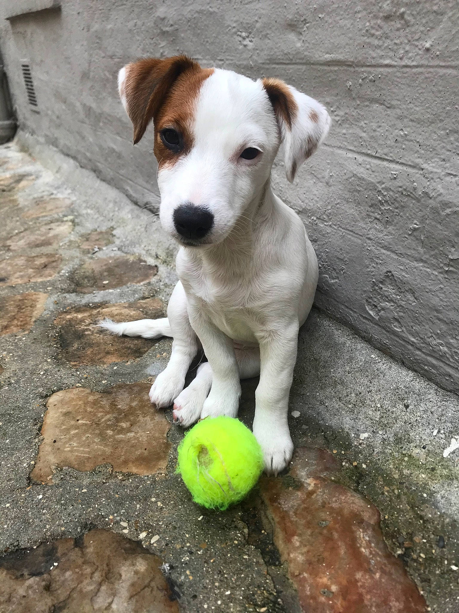 Pucca a rejoint le concours — aidez-le/la à gagner de superbes lots ! ball, canidae, carnivore, companion_dog, danish_swedish_farmdog, dog, dog_breed, feist, jack_russell_terrier, mammal, parson_russell_terrier, potcake_dog, puppy, rare_breed_dog, russell_terrier, sporting_group, street_dog, tennis_ball, treeing_feist, vertebrate