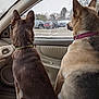 Penny is registered to the contest to win money with this photo: dog, car_interior, window, parking_lot, snow, trees, collar, seat, vehicle, canine, looking_out, brown_dog, tan_dog, winter, daytime, parked_cars, side_view, animal, pets, inside_car