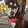 dog, husky, pet, animal, car_interior, pink_harness, seat, window, daylight, suburban, fur, ears, nose, collar, canine, transport, expression, sitting, vehicle, seatbelt