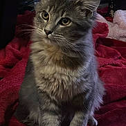 Xena is registered to the contest to win money with this photo: cat, kitten, gray_cat, fluffy, long_hair, whiskers, yellow_eyes, portrait, pet, indoor, red_blanket, cozy, sitting, paws, fur, close_up, looking_up, curious, home, furniture