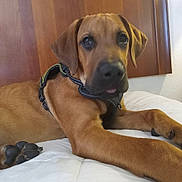 Bently is registered to the contest to win money with this photo: dog, brown_dog, pet, canine, harness, bed, indoor, wood_panel, paw, lying_down, resting, closeup, animal, domestic_animal, cute, muzzle, ears, fur, snout, relaxed