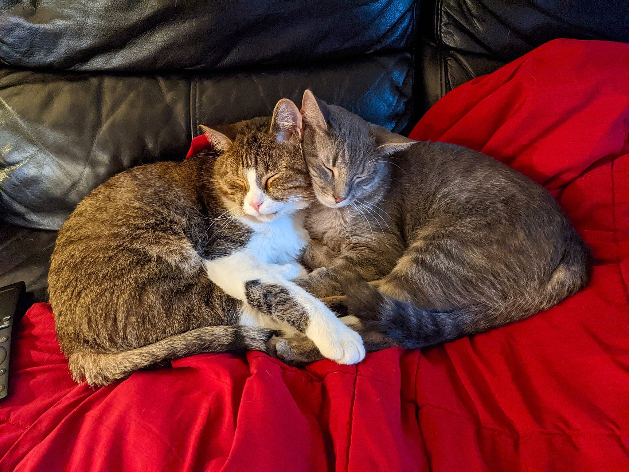 Joey And Momo is registered to the contest to win money with this photo: bed, carnivore, cat, cat_supply, claw, comfort, domestic_short_haired_cat, felidae, fur, lap, linens, nap, paw, sitting, sleep, small_to_medium_sized_cats, tail, whiskers