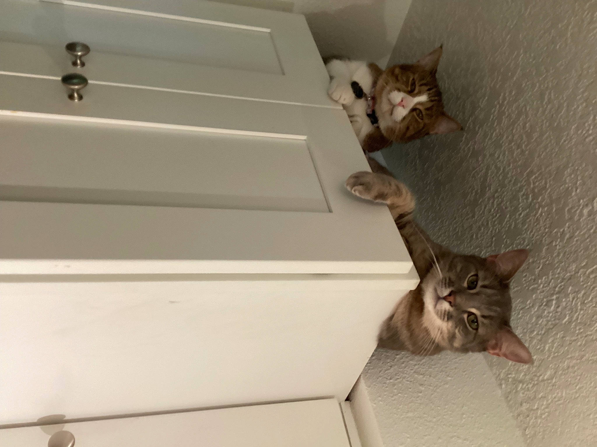 Joey joined the competition — help win amazing prizes! carnivore, cat, ceiling, domestic_short_haired_cat, fawn, felidae, flooring, fur, grey, hardwood, metal, paw, plaster, room, shelving, small_to_medium_sized_cats, tail, whiskers, window_covering, wood